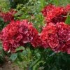 Rosier Arbustif La Reine De La Nuit -Jardin rosier arbustif reine de la nuit en racines nues 85817 1