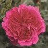 Rosier Arbustif Soul 2 Rosier Arbustif Soul -Jardin rosier arbustif soul 855122 1