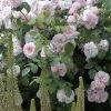 Rosier Ancien Cornelia -Jardin rosier cornelia 771537 1