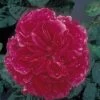 Rosier Anglais David Austin Fragrant Old Purple 1 Rosier Anglais David Austin Fragrant Old Purple -Jardin rosier fragant old purple 71403 1