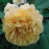 Rosier Ancien Fragrant Old Yellow -Jardin rosier fragant old yellow 771501 1