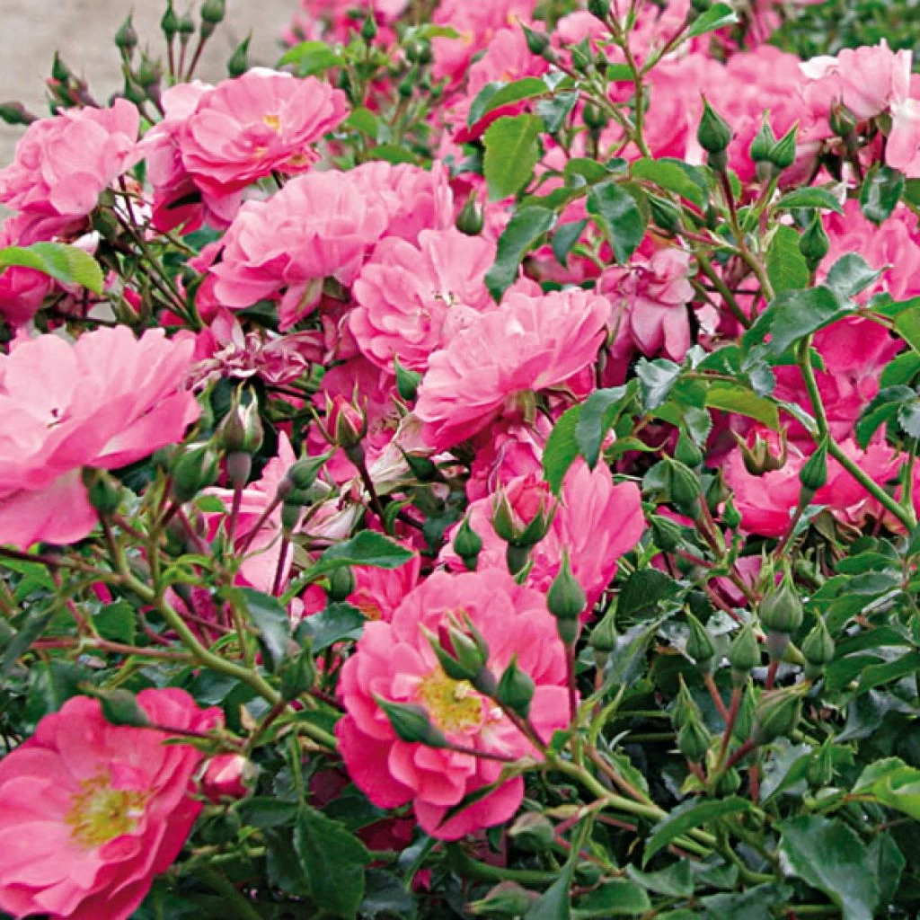 Rosier Couvre-sol Rigo Néon 3 Rosier Couvre-sol Rigo Néon