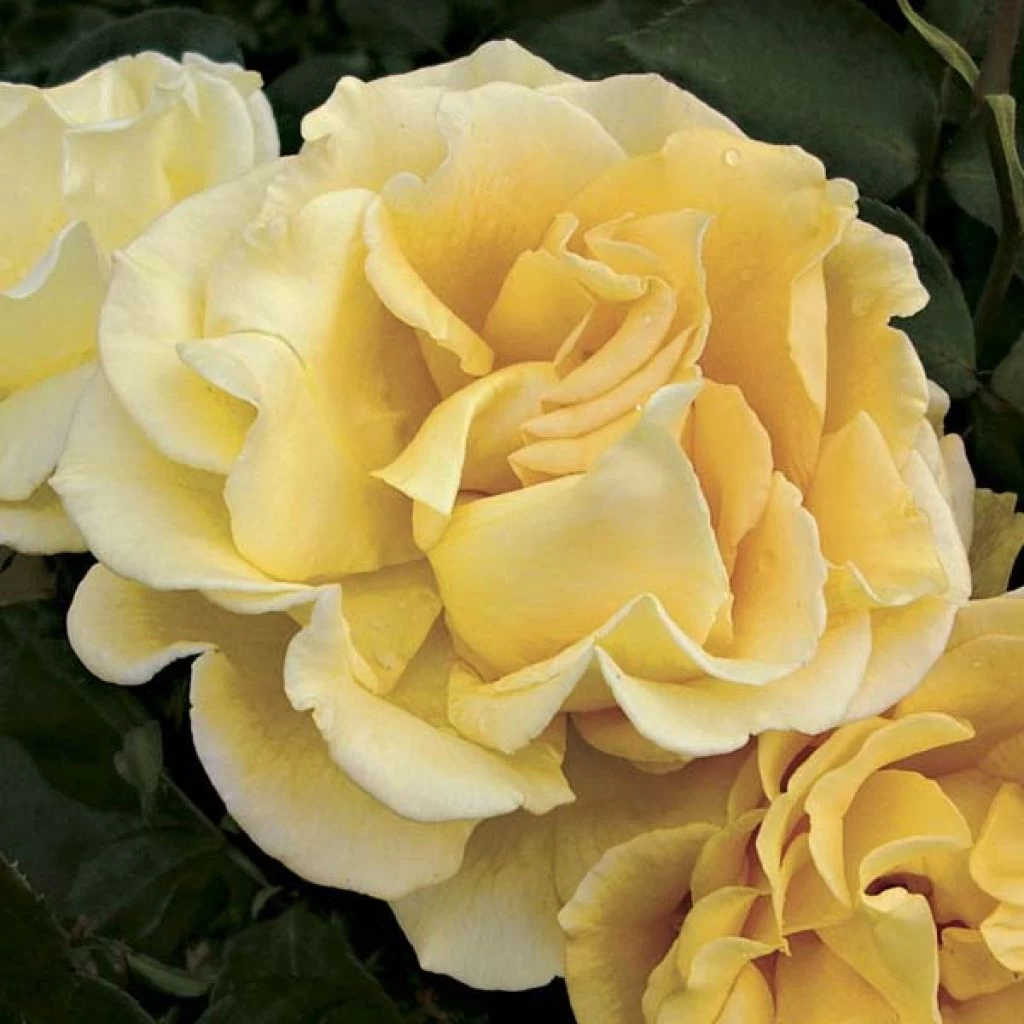 Rosier à Grandes Fleurs Ville De Chine 3 Rosier à Grandes Fleurs Ville De Chine