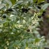 Sarcococca Hookeriana -Jardin sarcococcas hookeriana type 7816000 1