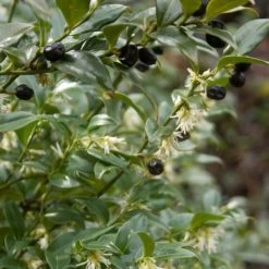 Sarcococca Hookeriana