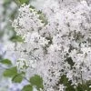 Lilas Nain - Syringa Meyeri Flowerfesta White -Jardin syringa meyeri flowerfesta white 84342 1