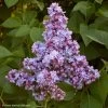 Lilas - Syringa Vulgaris Président Grevy -Jardin syringa vulgaris president grevy 781756 1