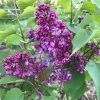 Lilas - Syringa Vulgaris Prince Wolkonsky 1 Lilas - Syringa Vulgaris Prince Wolkonsky -Jardin syringa vulgaris prince wolkonsky 781757 3